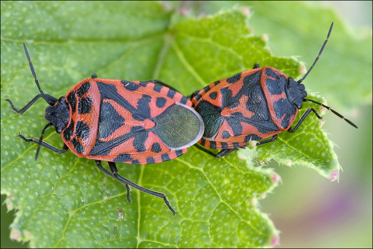 Pentatomidae: Eurydema ventralis del Lazio, litorale romano